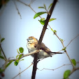 Biodiversity of Delhi NCR (India)