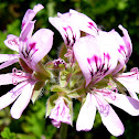 Geranio citronela