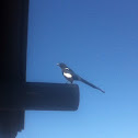 Black-billed Mapgpie