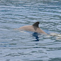 Bottlenose Dolphin
