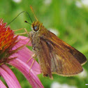 Dun Skipper