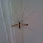 Mosquito hawk