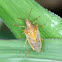 Rice stink bug