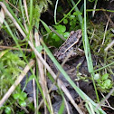 Pickerel Frog