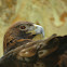Golden Eagle