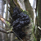 Black Witches' Butter