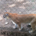 Cougar