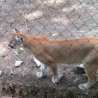 Cougar