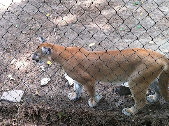 Spotting Image 1