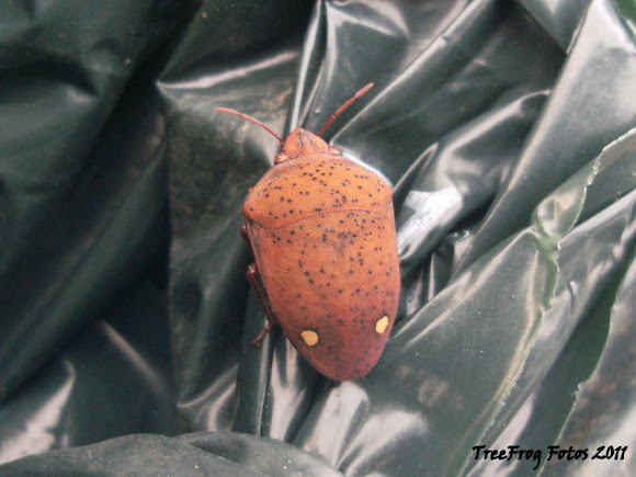 Spotting Image 1