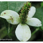 wild flower
