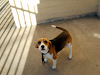 Hermosa Perrita Beagle Tricolor