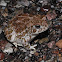 Great Plains toad