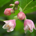 Snowberry