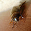 Water Scavenger Beetle