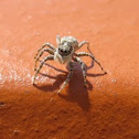 SPIDER