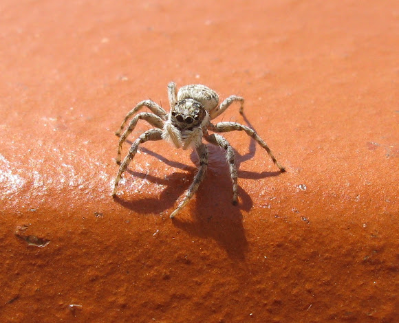 Spotting Image 1