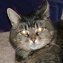 Domestic Cat