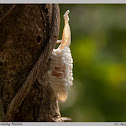 Ootheca of a Praying Mantis