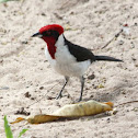 Red-capped Cardinal