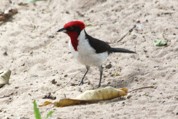 Spotting Image 1