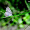 Grass Jewel Butterfly