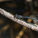 Fragile Forktail damselfly