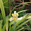 Yellow Walking Iris