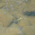 Rusty Crayfish