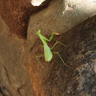 Mantid