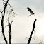 Wood Stork