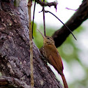 Streak-headed Woodcreeper