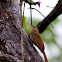 Streak-headed Woodcreeper