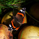 Red Admiral