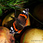 Red Admiral
