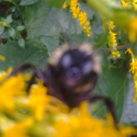 Spotting Image 1