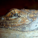 Frill-necked Lizard