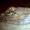 Frill-necked Lizard