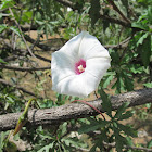 Morning Glory