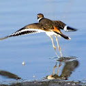 Killdeer