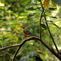 Orange headed Thrush