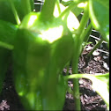 Chilli Pepper