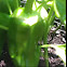 Chilli Pepper