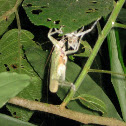 Katydid in ecdysis