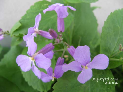紫色小花