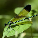 Sparkling Jewelwing