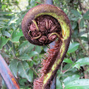 Fiddlehead Fern