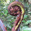 Fiddlehead Fern