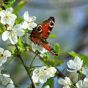 Peacock butterfly