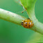 Asian lady beetle